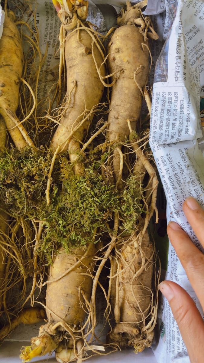 Cũ sâm Hàn Quốc